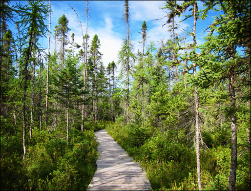 Trees of the Adirondacks:  Black Spruce and Tamarack along the boardwalk on the Boreal Life Trail at the Paul Smiths VIC (22 July 2011)